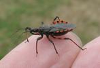 Reduve (Rhinochoris annulatus), adulte en main, photo 1
