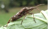 Punaise americaine (Leptoglossus occidentalis), adulte de profil.