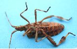 Punaise americaine (Leptoglossus occidentalis) adulte en vue ventrale.