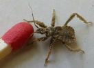 Réduve masqué (Reduvius personatus), larve, photo 2