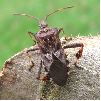 Punaise americaine (Leptoglossus occidentalis), adulte, photo 2.