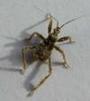 Réduve masqué (Reduvius personatus), larve, photo 1
