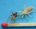 Réduve masqué (Reduvius personatus), larve venant de passer au dernier stade larvaire, avec sa mue.