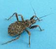 Réduve masqué (Reduvius personatus), démonstration de camouflage larvaire. Poussières, photo 2