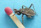 Réduve masqué (Reduvius personatus), démonstration de camouflage larvaire. Poussières, photo 3.