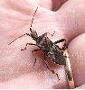 Punaise americaine (Leptoglossus occidentalis), adulte en main.