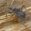 Réduve masqué (Reduvius personatus), démonstration de camouflage larvaire. Poussières, photo 4.