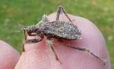 Réduve masqué (Reduvius personatus), démonstration de camouflage larvaire. Poussières, photo 6.