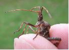 Punaise americaine (Leptoglossus occidentalis) adulte, detail du rostre.