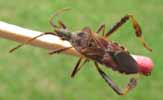 Punaise americaine (Leptoglossus occidentalis), adulte dur allumette/echelle