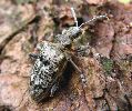 Rhagie inquisitrice (Rhagium inquisitor), adulte sur le vif, photo 1