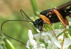 Rhysse persuasive (Rhyssa persuasoria) butinage sur ombellifères, photo 3