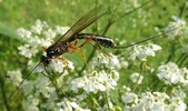 Rhysse persuasive (Rhyssa persuasoria)  butinage sur ombellif&egrave;res, photo 2