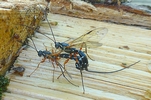 Rhysse persuasive (Rhyssa persuasoria) accouplement.