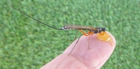 Rhysse persuasive (Rhyssa persuasoria) nourrissage digital.