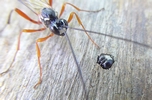 Rhysse persuasive (Rhyssa persuasoria) émergence d'un mâle.