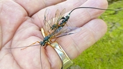 Rhysse persuasive (Rhyssa persuasoria) in copula en main.
