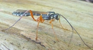 Rhysse persuasive (Rhyssa persuasoria) mâle, in situ, photo 4