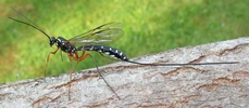 Rhysse persuasive (Rhyssa persuasoria) femelle, photo 3.