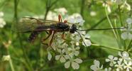 Rhysse persuasive (Rhyssa persuasoria) mâle sur ombellifères, photo 3