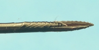 Rhysse (Rhyssa persuasoria),, tarière en action, photo 3.