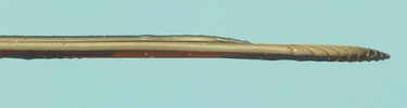 Rhysse (Rhyssa persuasoria),, tarière en action, photo 5.