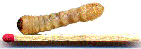 larve de Cerambyx scopolii