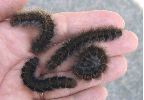 chenilles sub-matures de Bombyx de la ronce