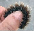 chenille sub-mature de Bombyx de la ronce (détail)