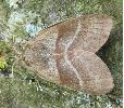 femelle de Bombyx de la ronce sur le vif (photo 4)
