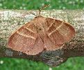 Bombyx de la ronce (Macrthylacia rubi) mâle