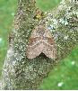 femelle de Bombyx de la ronce sur le vif (photo 1)