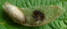 Bombyx de la ronce (Macrothylacia rubi) cocon parasité ouvert.