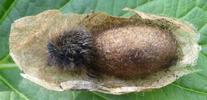 Bombyx de la ronce (Macrothylacia rubi) autre cocon parasité (ouvert).
