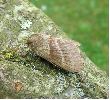 femelle de Bombyx de la ronce sur le vif (photo 2)