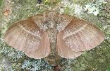 femelle de Bombyx de la ronce sur le vif (photo 5)