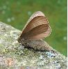 femelle de Bombyx de la ronce sur le vif (photo 3)