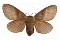 Bombyx de la ronce (femelle de collection) 