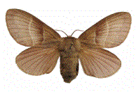 Bombyx de la ronce (femelle de collection)