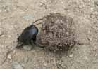 Scarabée sacré (Scarabaeus sacer) oussant sa pilule, photo 1.