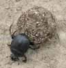 Scarabée sacré (Scarabaeus sacer) poussant sa pilule, photo 2.