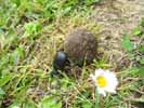 Scarabée sacré (Scarabaeus sacer) poussant sa pilule sur gazon, photo 1.
