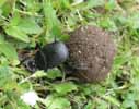 Scarabée sacré (Scarabaeus sacer) poussant sa pilule sur gazon, photo 2.