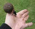 Scarabée sacré (Scarabaeus sacer) poussant sa boule en main, photo 3.