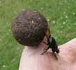 Scarabée sacré (Scarabaeus sacer) poussant sa boule en main, photo 4;