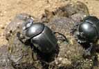 Scarabées sacrés (Scarabaeus sacer) à l'oeuvre, photo 1