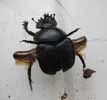 Scarabée sacré (Scarabaeus sacer) envol, photo 1.