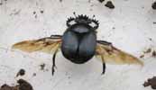 Scarabée sacré (Scarabaeus sacer), envol, photo 2.