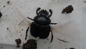 Scarabe sacré (Scarabaeus sacer), envol, photo 3.
