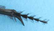 Scarabée sacré (Scarabaeus sacer), détail de la pointe tibiale postérieure, photo 2.